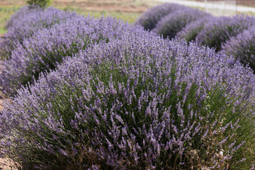 Naklejka na ściany i meble the lavender field with bees from Turkey.