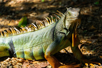 iguana