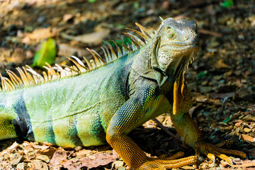 iguana