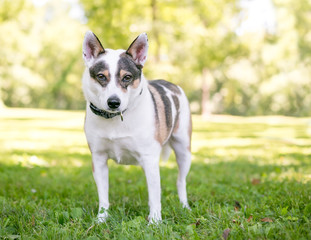 A tricolor Australian Cattle Dog mixed breed dog standing outdoors