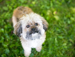 Naklejka na ściany i meble A cute Shih Tzu dog standing outdoors in the grass, looking up at the camera