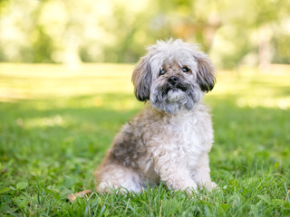 A cute Shih Tzu dog sitting outdoors in the grass
