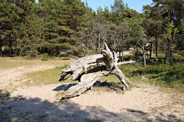 Big dry snag of an old tree on a sandy edge of a forest