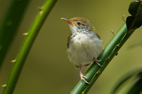 Common Tailorbird  - Orthotomus sutorius bird in the family Cisticolidae. It is found in Brunei, Indonesia, Malaysia, Myanmar, the Philippines, Singapore, and Thailand, Vietnam