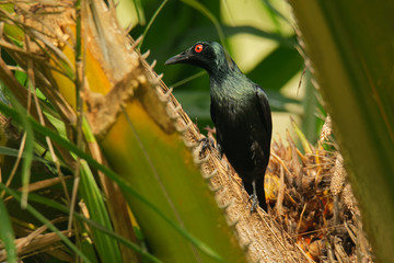 Asian Glossy Starling - Aplonis panayensis red eye bird in the family Sturnidae, found in Bangladesh, Brunei, India, Indonesia, Malaysia, Myanmar, the Philippines, Singapore, Taiwan and Thailand