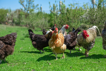 rooster and chickens graze on green grass. Livestock in the village