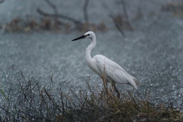 Little egret during heavy rain