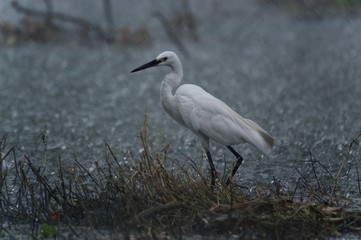 Little egret during heavy rain