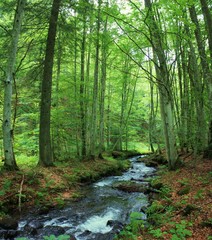 Fototapeta na wymiar a stream in the green forest