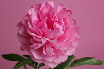 Pink peony isolated on a pink background.