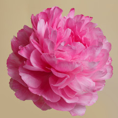 Pink peony isolated on a beige background.