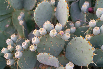 Prickly pear. Flat cacti with barrel-shaped processes.