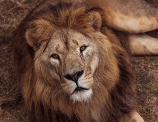 Fototapeta na wymiar Portrait of a Beautiful lion