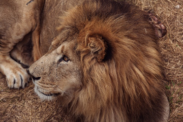 Obraz premium Portrait of a Beautiful lion