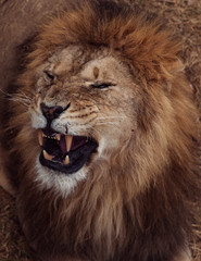 Portrait of a Beautiful lion