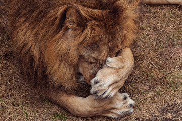 Portrait of a Beautiful lion
