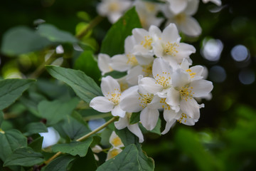 Fototapeta na wymiar Jasmine - absolute Egyptian (Jasmine grandiflorum) flowers