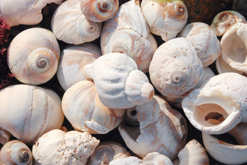 close up of new england sea shells on the beach