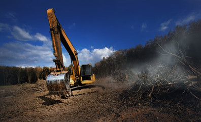 Backhoe working with row of para rubber tree plantation as background.Deforestation.