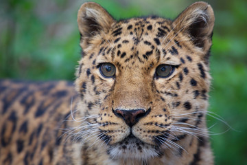 Close up of a beautiful leopard face with the animal looking into the distance and green trees in the background. Space for text.