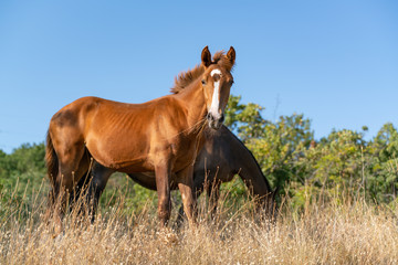 Horses chew dry grass while walking in a clearing