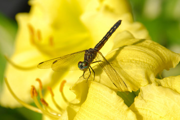 clos eup photo of dragonfly on a yellow daylily flower in bright sunlight