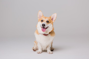 small dog sits with his tongue sticking out and looks at the camera