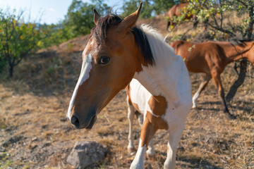 Obraz na płótnie Canvas Portrait of a curious foal who came close to the photographer