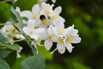 Jasmine -  absolute Egyptian (Jasmine grandiflorum) flowers