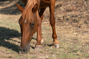 Horse nips grass, close-up