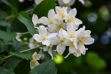 Jasmine -  absolute Egyptian (Jasmine grandiflorum) flowers