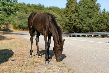 A foal walks along the road and eats grass growing on the sidelines
