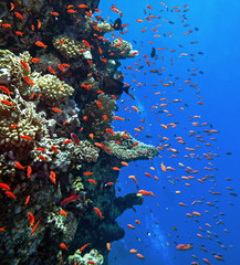 Vertical wall of a coral reef with Anthias fish in Red Sea. © Sergey