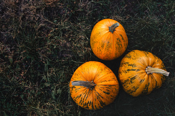 Three  ripe pumpkins on a grass background. Flat lay. Place for text.