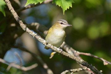 Red Eyed Vireo