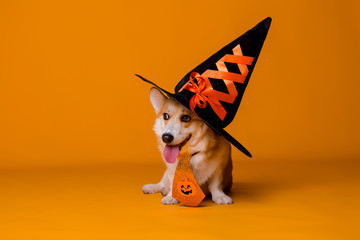 Corgi dog in Halloween costume on yellow background