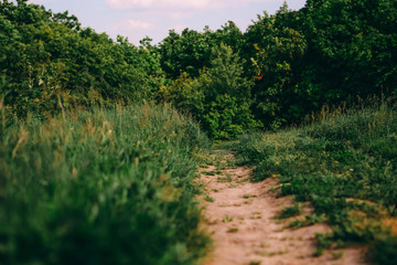 field overgrown grass winding dirt road sunny day