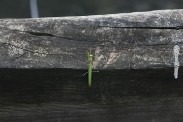 green mantis sitting old wooden log alone