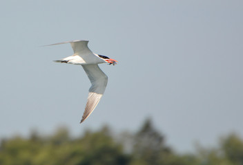 Obraz premium Common Tern
