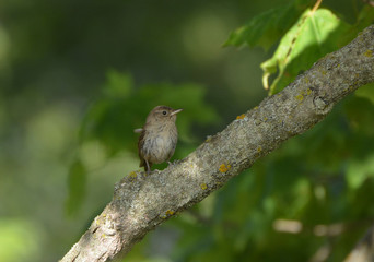 House Wren