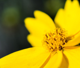 yellow flower