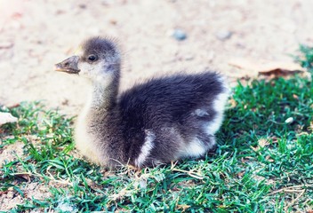 Little ugly duckling sitting in a garden at a farm, close up