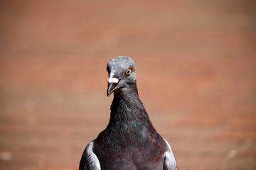 British Pigeon