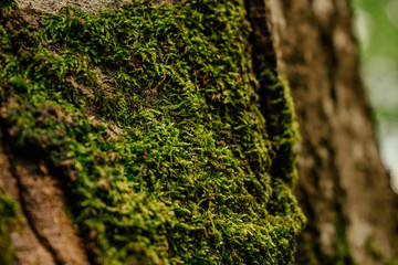 Beautiful closeup of green moss on on tree bark. Beautiful background of moss for wallpaper