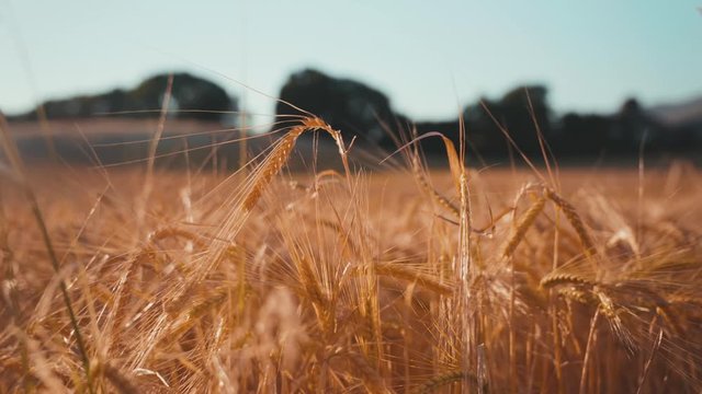 Close up of a wheat field with golden colors.