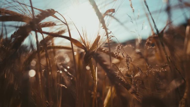 Close up of a wheat field with golden colors and a blue sky as background.