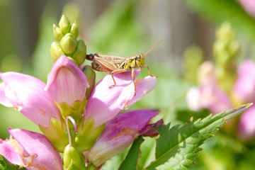 close up of grasshopper on pink turtlehead flower