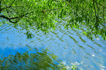Willow tree branches are reflected in water of pond or lake with small ripples