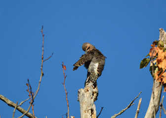 Northern Flicker 