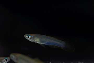 Norman lampeye, Poropanchax normani, a small ornamental fish form Africa